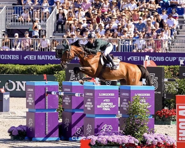 jumper Chevaux Primavera Imperio Egipcio (Brazilian horse, 2011, from Calvaro Z)