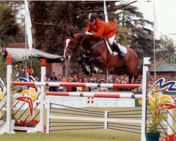 horse Chester Z (Zangersheide riding horse, 1997, from Carthago)