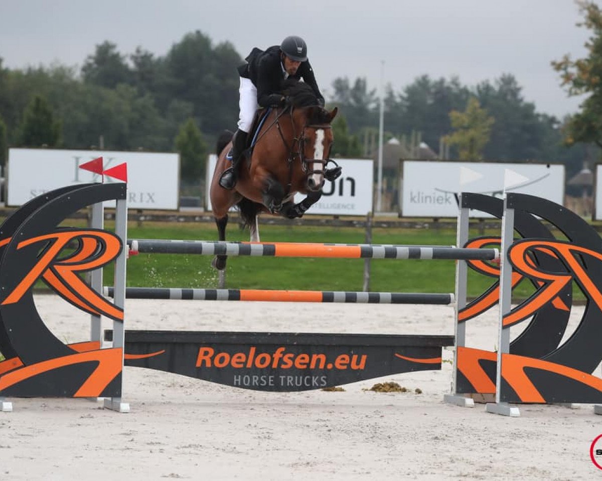 jumper Peter-Pan (Belgian Warmblood, 2015, from Tangelo van de Zuuthoeve)