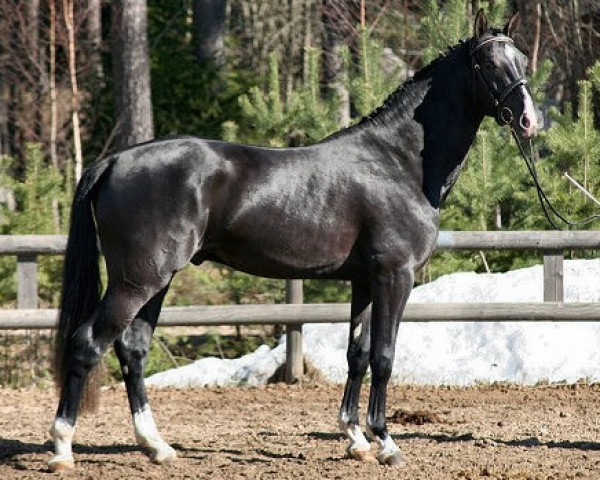 horse Quali Quanti 131 FIN (Holsteiner, 2006, from Quidam de Revel)