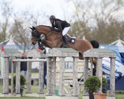 jumper Chalouty PS (Hanoverian, 2012, from Chacco-Blue)