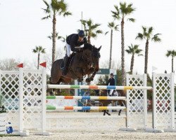 jumper Ballerina Pc Z (Zangersheide riding horse, 2012, from Baltic VDL)