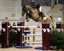 jumper Chandro Blue (Hanoverian, 2010, from Chacco-Blue)