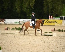 broodmare Dancing Djulina (German Riding Pony, 2018, from Darubi Gold)