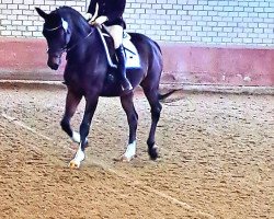 dressage horse Lodur (Oldenburg, 2005, from Licotus)