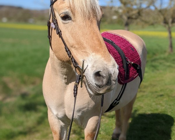 broodmare Lenny 26 (Fjord Horse, 1998, from Kvest Halsnæs)