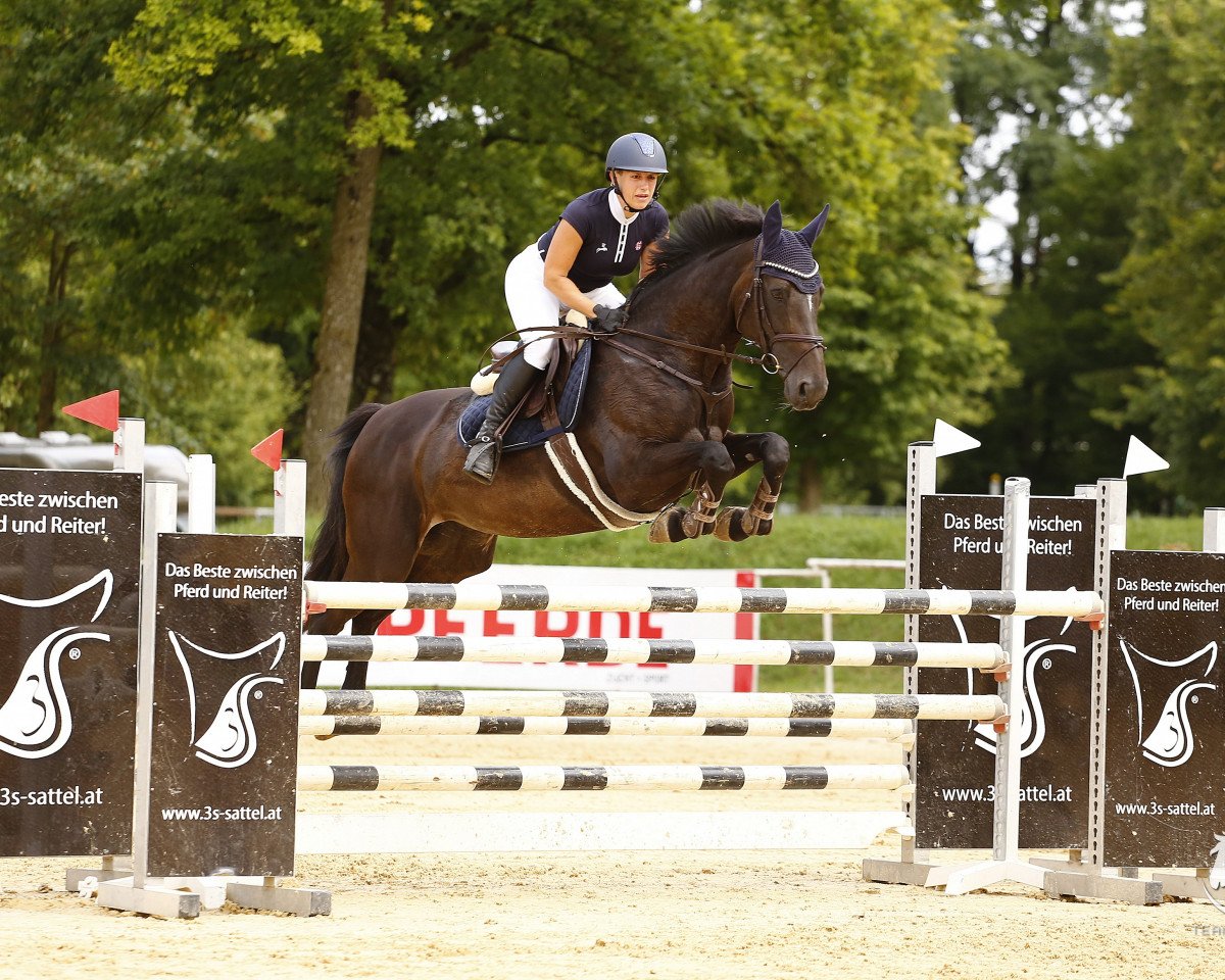 Springpferd Bella Mia (Holsteiner, 2009, von Cassini II)
