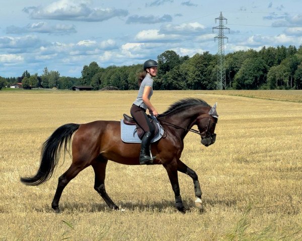 horse Qwircle (Hanoverian, 2013)