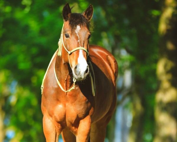 horse Milu Topsail Olena (Quarter Horse, 2018)