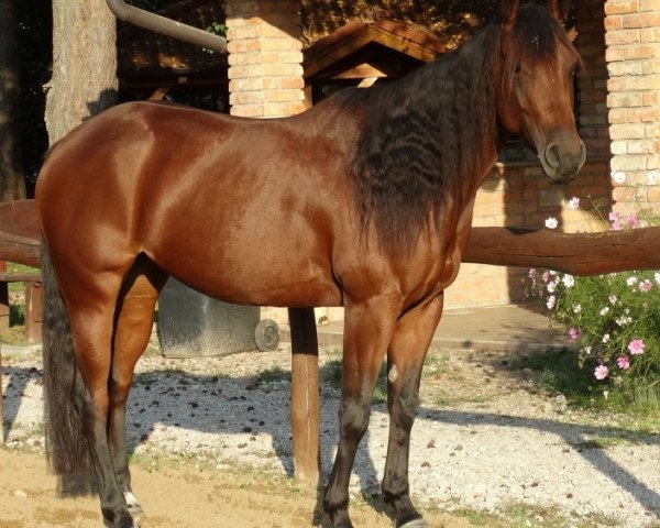 Pferd RQH Jae Felcia (Quarter Horse, 2019)