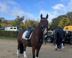 dressage horse So Special 8 (anglo european sporthorse, 2014, from Apache v/h Trichelhof)