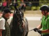 stallion Heidkatenhof’s Beau Garçon (German noble blood horse, 2020, from Bahrain von Ludwigsburg ShA)