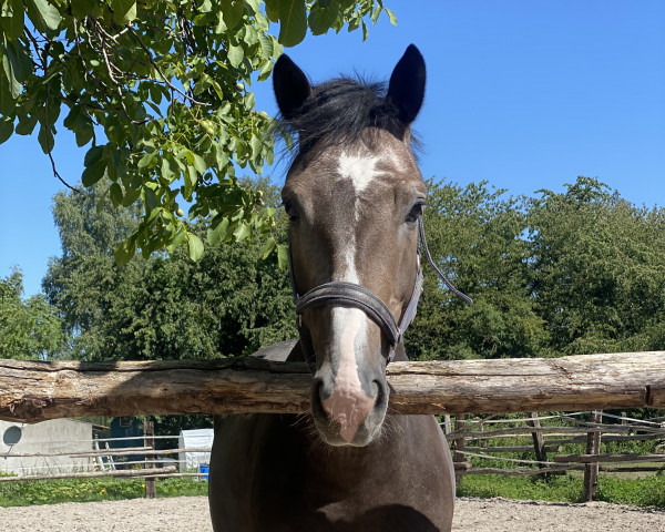 Springpferd Zantano Blue 3 (Oldenburger Springpferd, 2019, von Zirocco Blue)