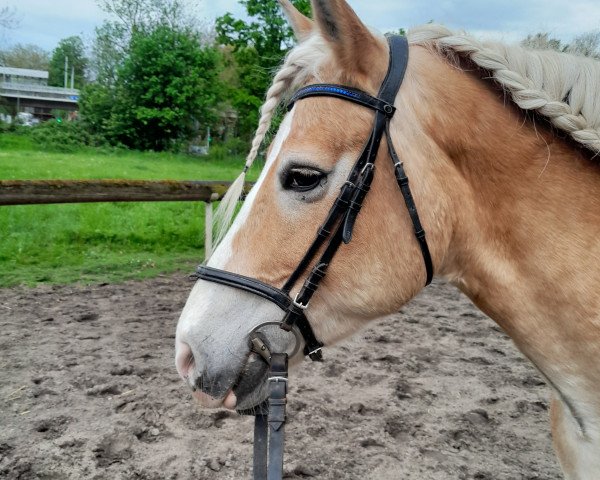 Zuchtstute Winja (Haflinger, 2009, von Wunderknabe)