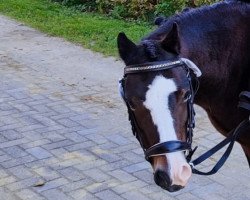 horse Lillifee (Welsh mountain pony (SEK.A), 2013)