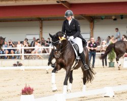 dressage horse Brianna C (Westphalian, 2014, from Bretton Woods)