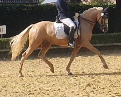 dressage horse Venustas Ladylike (German Riding Pony, 2016, from Dating At NRW)