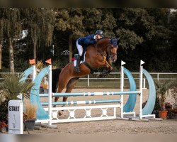 jumper Corner THC (anglo european sporthorse, 2017, from Cornetto du Domaine)