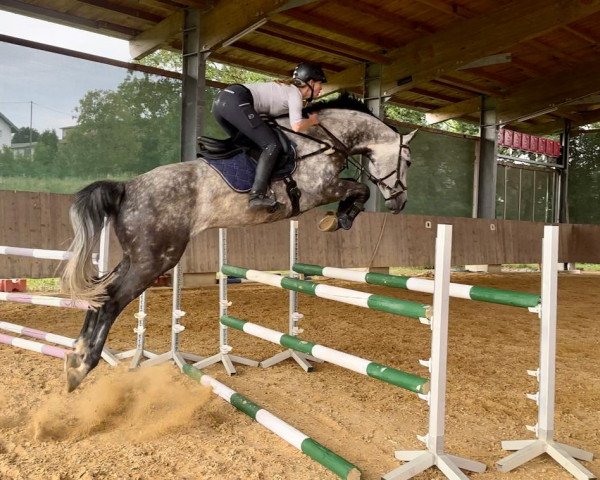 jumper White Lady 81 (German Sport Horse, 2015, from Courtier)