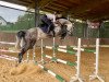 jumper White Lady 81 (German Sport Horse, 2015, from Courtier)