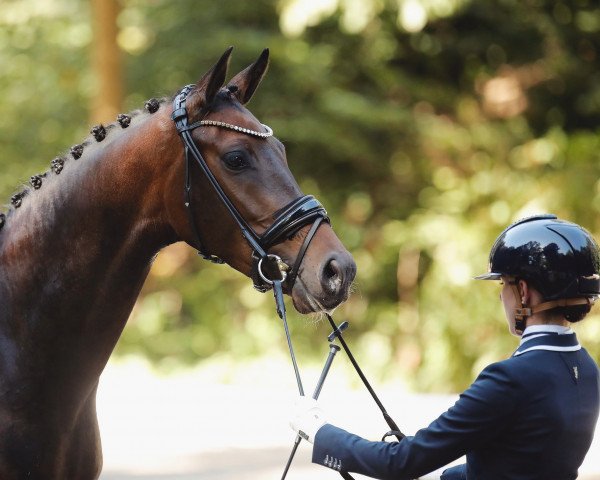 dressage horse Samantha 223 (Westphalian, 2020, from Fürst Samarant)