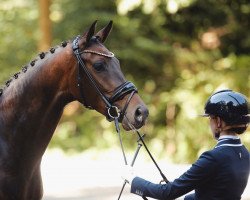 dressage horse Samantha 223 (Westfale, 2020, from Fürst Samarant)