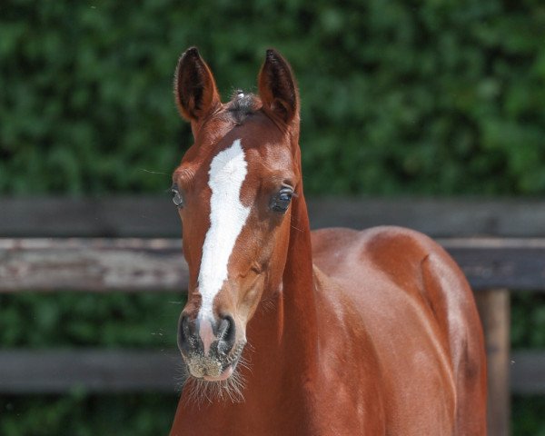 jumper Stute von Coeur Rouge / Toulouse (Oldenburg show jumper, 2023, from Coeur Rouge)