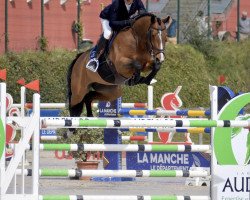 jumper Kristalline des Bergeries (Belgium Sporthorse, 2016, from Verdi)