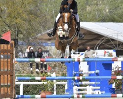 jumper Bubble Dee (Swedish Warmblood, 2015, from Magic Park)