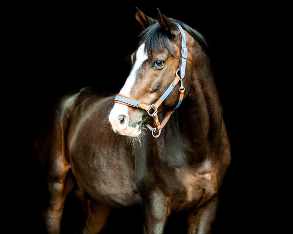 horse Humus (Trakehner, 2011, from Prince Patmos)