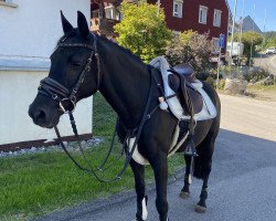 horse Noemi (German Riding Pony, 2007)