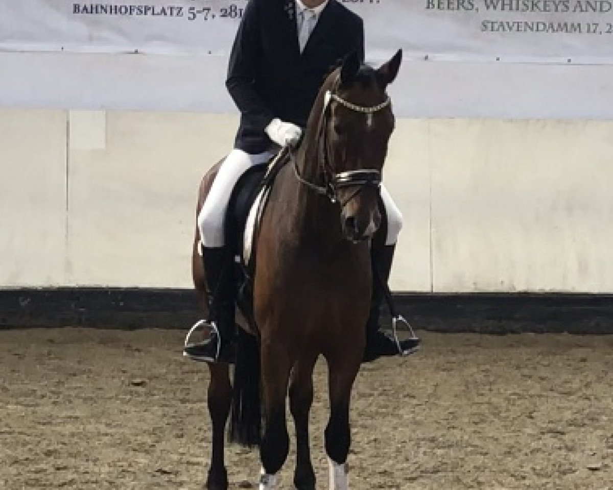 dressage horse Sentiment d'amour (Oldenburg, 2008, from Serano Gold)