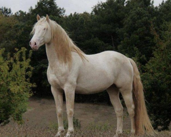 stallion Senador dos Prados (Lusitano, 2006)