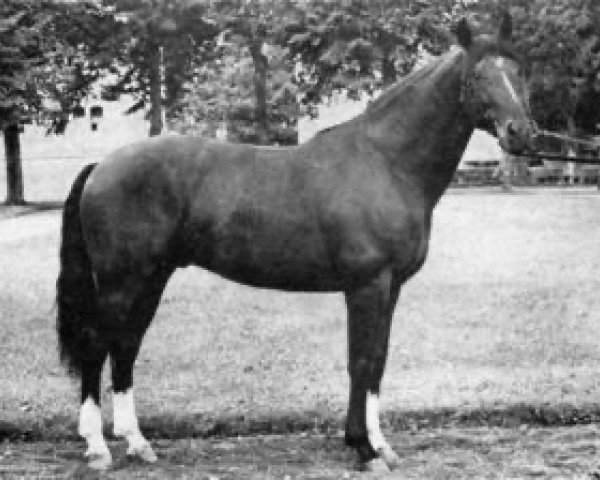 stallion Verrou (Selle Français, 1965, from Gagne Si Peu AN)