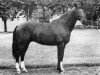 stallion Verrou (Selle Français, 1965, from Gagne Si Peu AN)