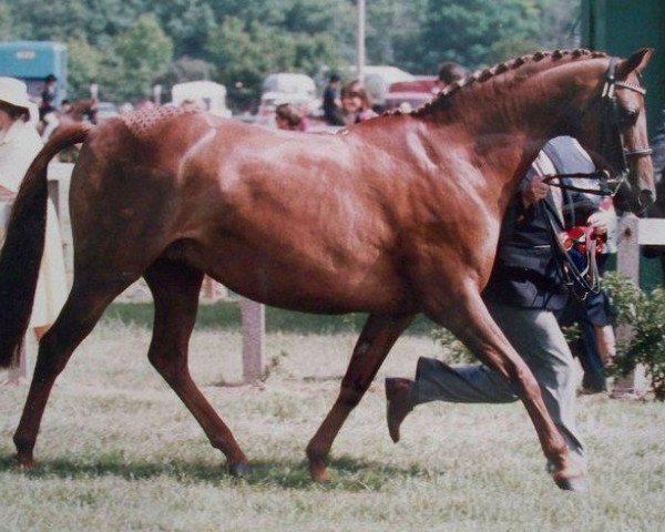 broodmare Cratfield Fairy Gold (British Riding Pony, 1983, from Cratfield Blue Bird)