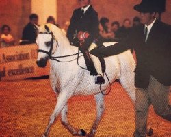 horse Roseisle Tudyr Melody (Welsh mountain pony (SEK.A), 1992, from Roseisle Pandytudyr)