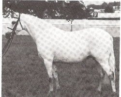 Zuchtstute Roseisle Fly by Night (Welsh Partbred, 1973, von Kirby Cane Grayling)