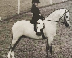 horse Roseisle Pannikin (British Riding Pony, 1987, from Cantref Glory)