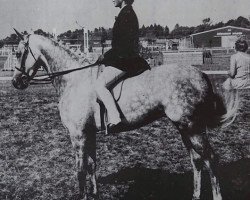 horse Shade Oak Bettina (Arab half breed / Partbred, 1972, from Mcgredy xx)