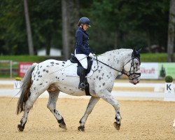 dressage horse Hugo's Boss (Noric, 2016, from Hugo Vulkan XVIII)