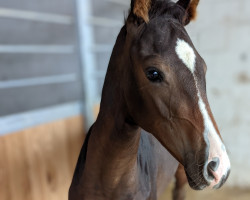 horse VENUS (Rheinländer, from Van Dijk)