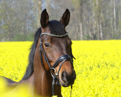 stallion Hydraulik Firford (German Sport Horse, 2013, from Iznogood Firfod)