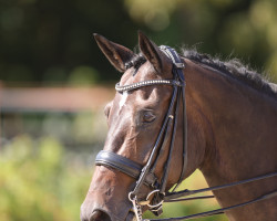 dressage horse Anahita Firfod (Oldenburg, 2010, from Herluf Firfod)