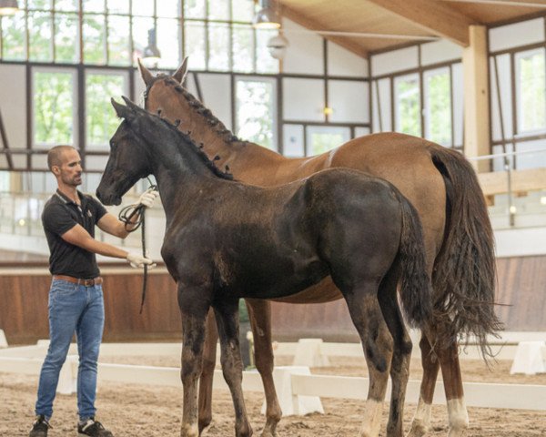 dressage horse Investor (Hanoverian, 2023, from In My Mind NRW)