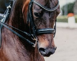 dressage horse Hybris Firfod (Deutsches Sportpferd, 2012, from Angrib Firfod)