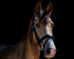 dressage horse Königshof's Moneymaker (German Riding Pony, 2016, from Schierensees Mystic Cream)