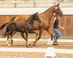 Zuchtstute Loustic (Hannoveraner, 2010, von Lauries Crusador xx)