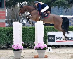 jumper Censtalvara PS (Oldenburg show jumper, 2014, from Centadel)