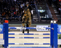 jumper Vackanda de Lojou (Selle Français, 2009, from Apache d'Adriers)